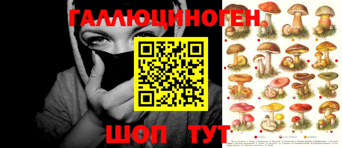 Псилоцибиновые грибы GOLDEN TEACHER Осинники